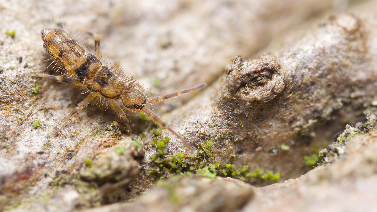 Представитель Семейства Entomobryidae